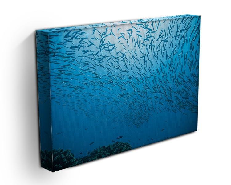 Flock of fish flowing Canvas Print or Poster - Canvas Art Rocks - 3