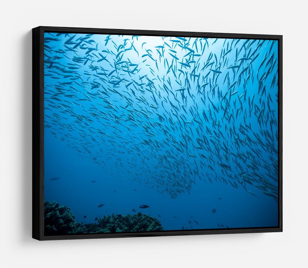 Flock of fish flowing HD Metal Print