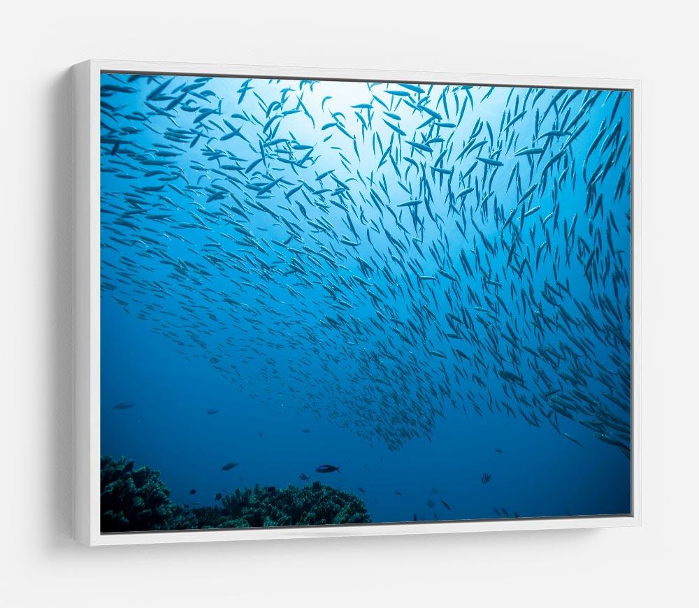 Flock of fish flowing HD Metal Print