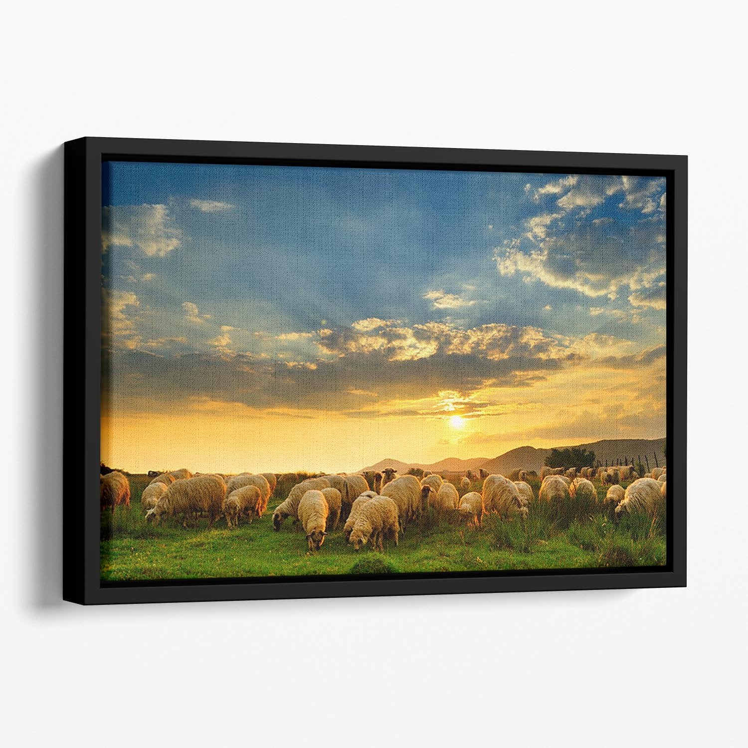 Flock of sheep grazing in a hill at sunset Floating Framed Canvas - Canvas Art Rocks - 1