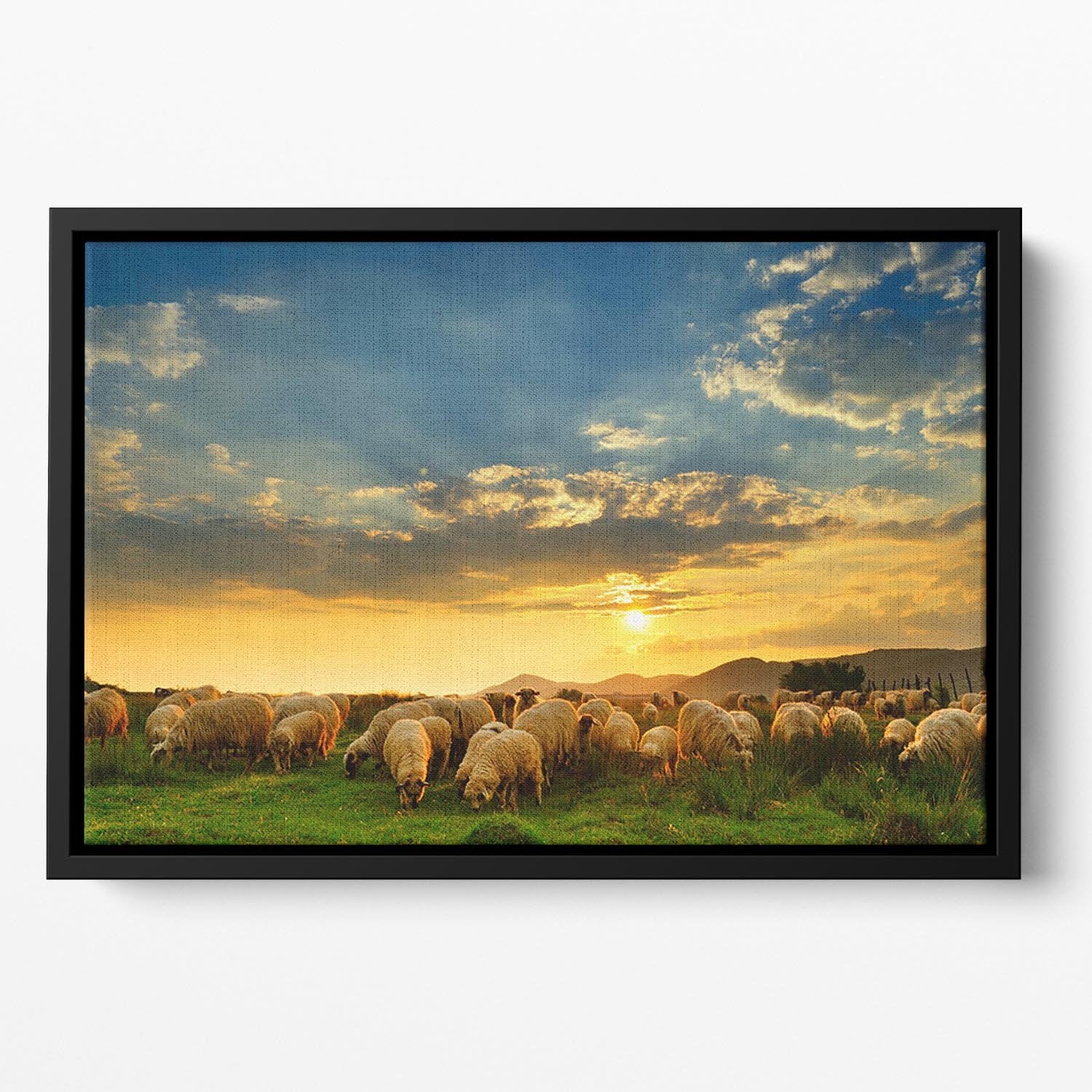 Flock of sheep grazing in a hill at sunset Floating Framed Canvas - Canvas Art Rocks - 2