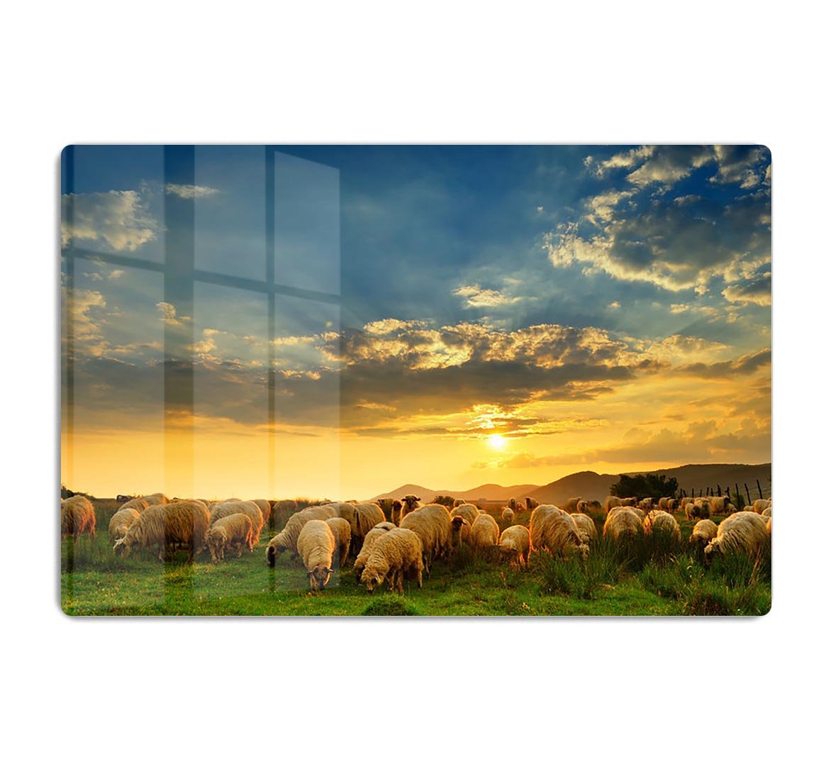Flock of sheep grazing in a hill at sunset HD Metal Print - Canvas Art Rocks - 1