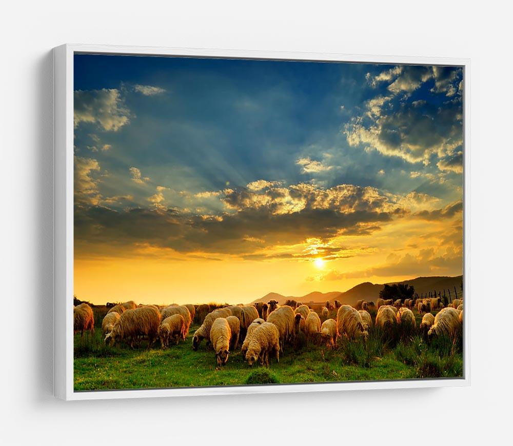 Flock of sheep grazing in a hill at sunset HD Metal Print - Canvas Art Rocks - 7