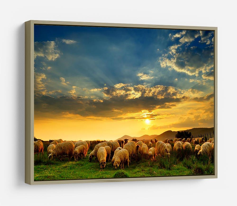 Flock of sheep grazing in a hill at sunset HD Metal Print - Canvas Art Rocks - 8