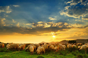 Flock of sheep grazing in a hill at sunset Wall Mural Wallpaper - Canvas Art Rocks - 1