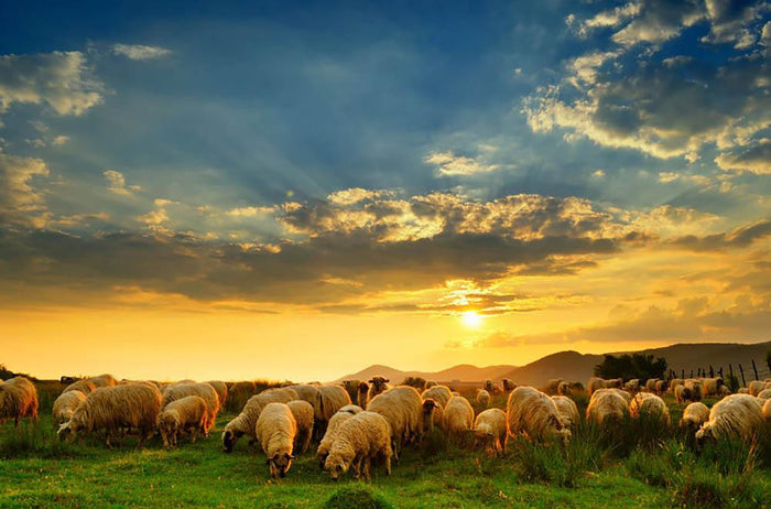 Flock of sheep grazing in a hill at sunset Wall Mural Wallpaper