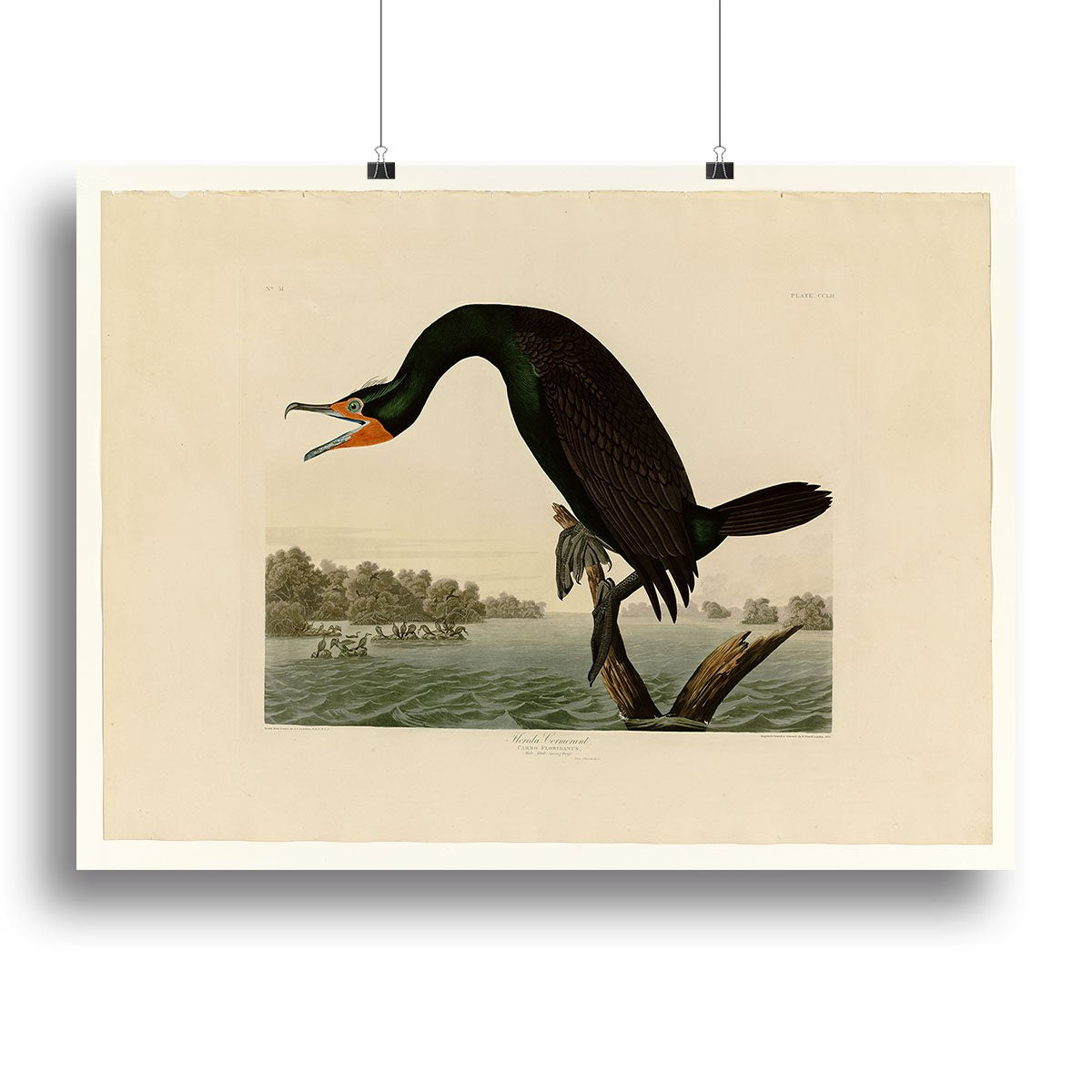 Florida Cormorant by Audubon Canvas Print or Poster