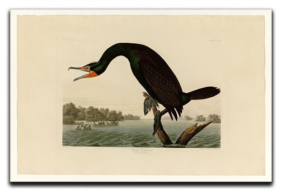 Florida Cormorant by Audubon Canvas Print or Poster - Canvas Art Rocks - 1