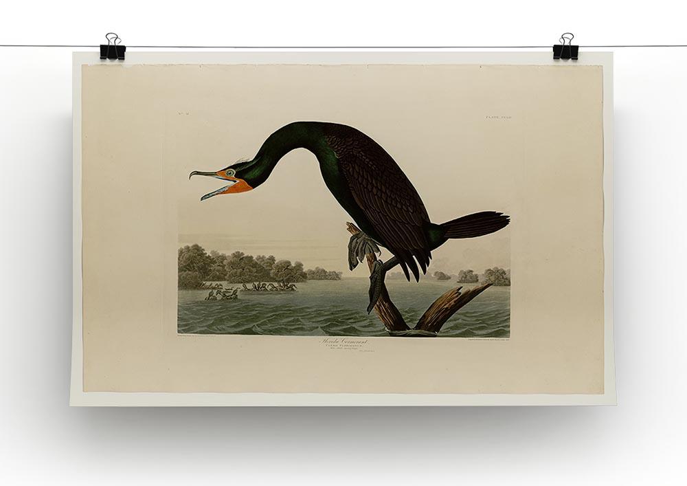 Florida Cormorant by Audubon Canvas Print or Poster - Canvas Art Rocks - 2
