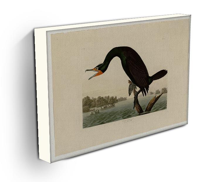 Florida Cormorant by Audubon Canvas Print or Poster - Canvas Art Rocks - 3