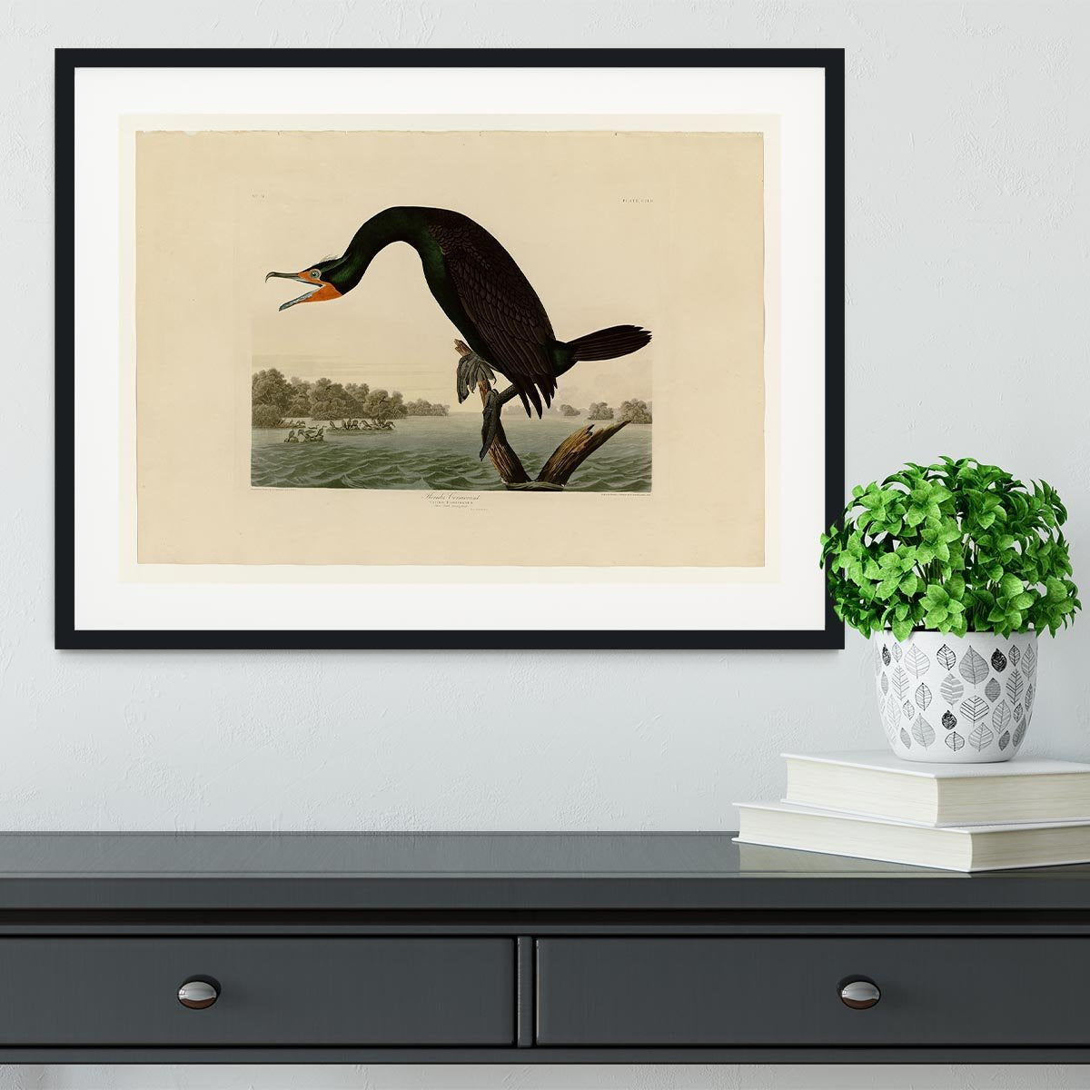 Florida Cormorant by Audubon Framed Print - Canvas Art Rocks - 1
