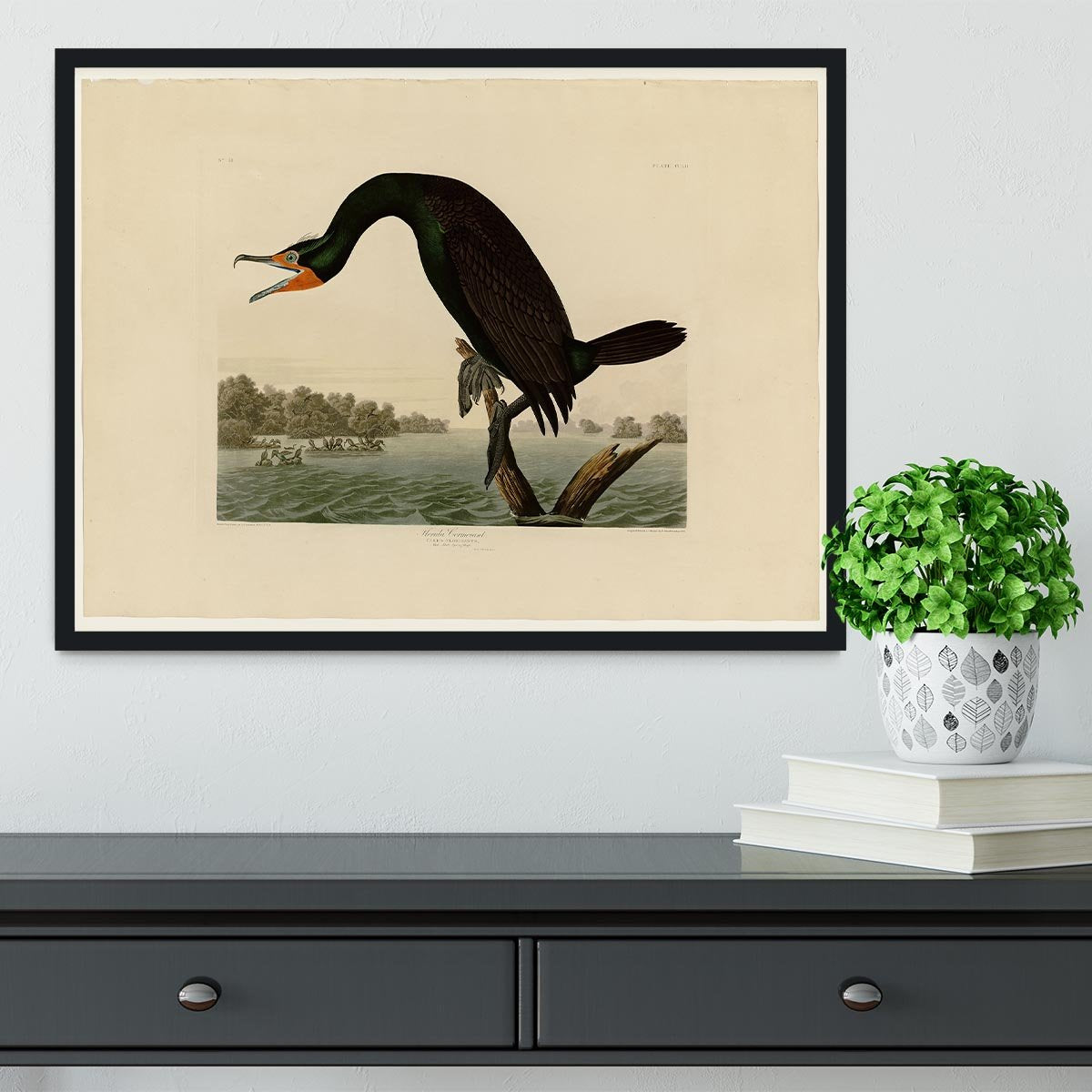 Florida Cormorant by Audubon Framed Print - Canvas Art Rocks - 2
