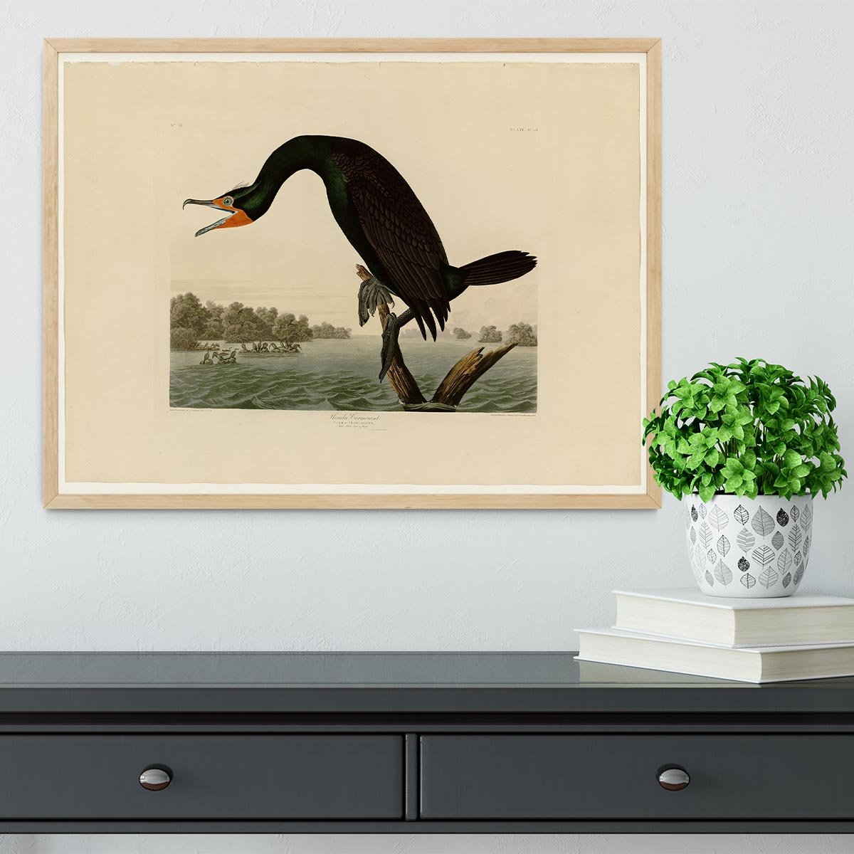Florida Cormorant by Audubon Framed Print - Canvas Art Rocks - 4