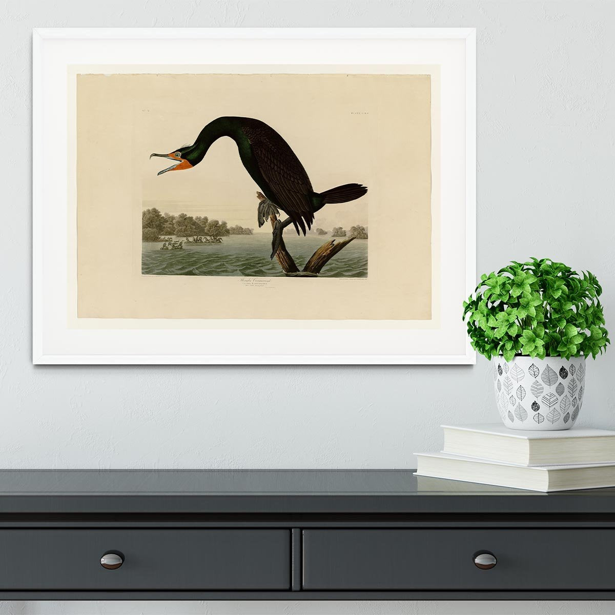 Florida Cormorant by Audubon Framed Print - Canvas Art Rocks - 5