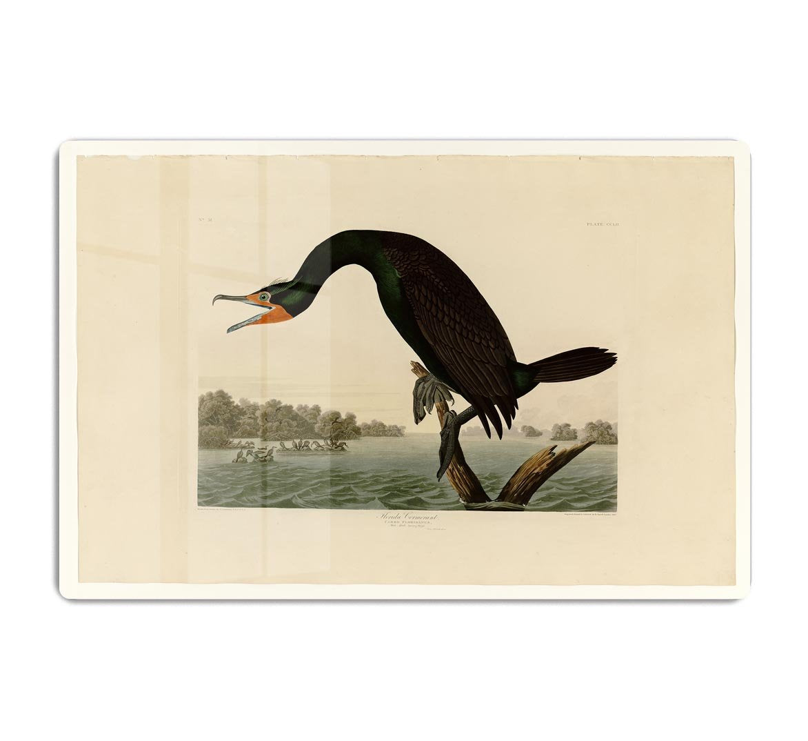 Florida Cormorant by Audubon HD Metal Print - Canvas Art Rocks - 1