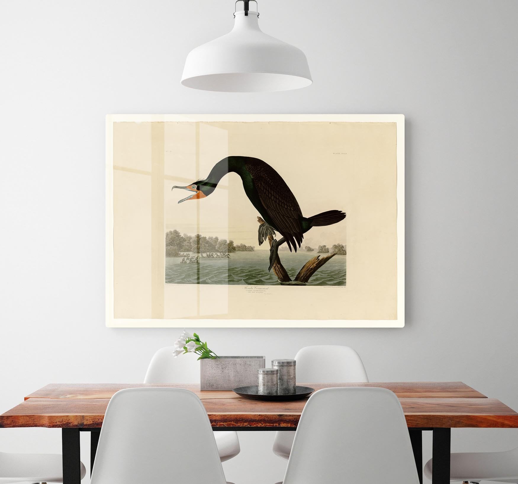 Florida Cormorant by Audubon HD Metal Print - Canvas Art Rocks - 2