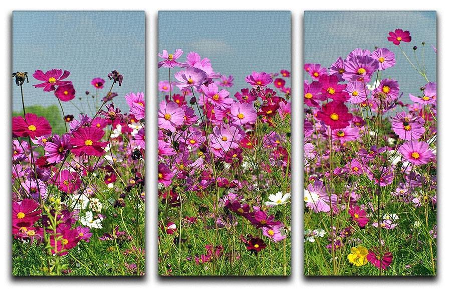 Flower field with blue sky 3 Split Panel Canvas Print - Canvas Art Rocks - 1