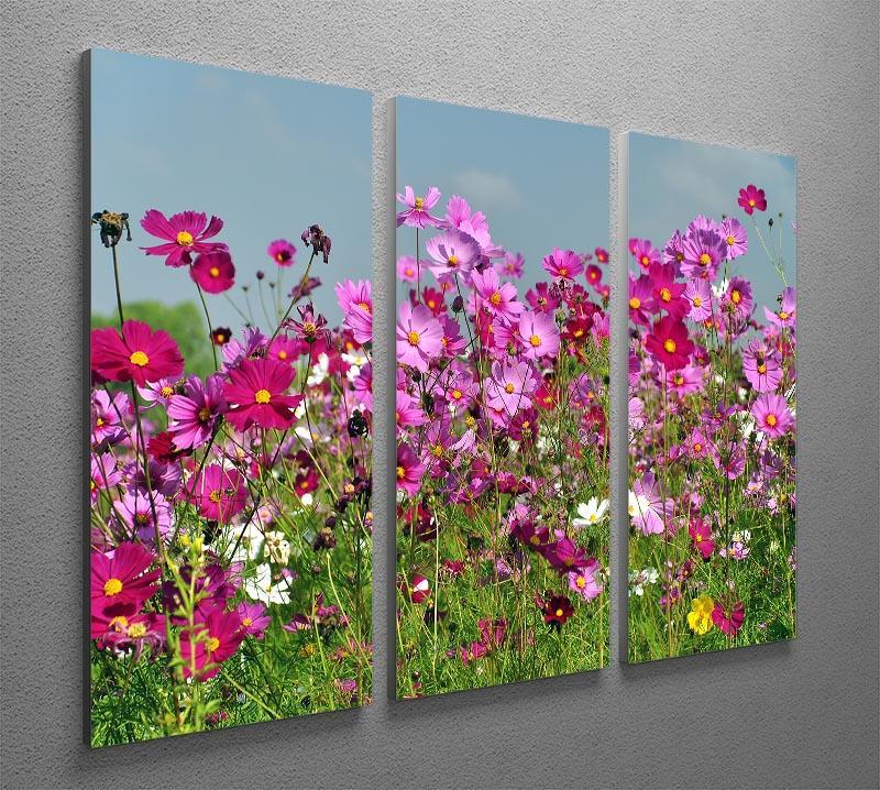 Flower field with blue sky 3 Split Panel Canvas Print - Canvas Art Rocks - 2