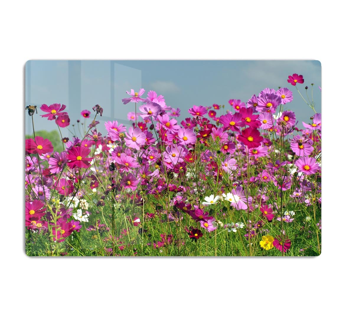 Flower field with blue sky HD Metal Print