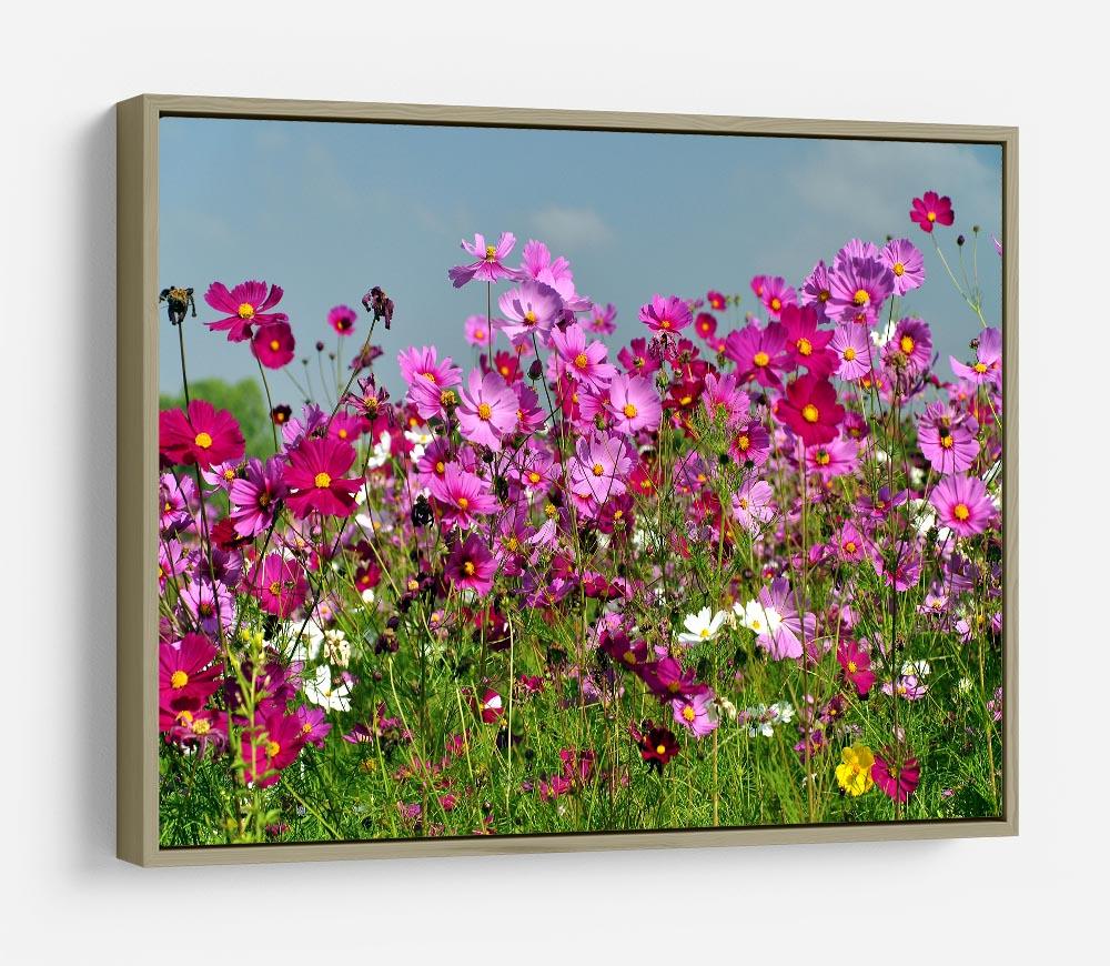 Flower field with blue sky HD Metal Print