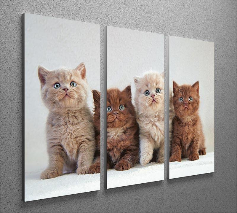 Four various british kittens 3 Split Panel Canvas Print - Canvas Art Rocks - 2