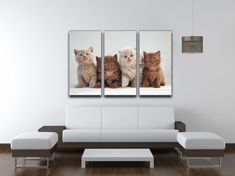 Four various british kittens 3 Split Panel Canvas Print - Canvas Art Rocks - 3