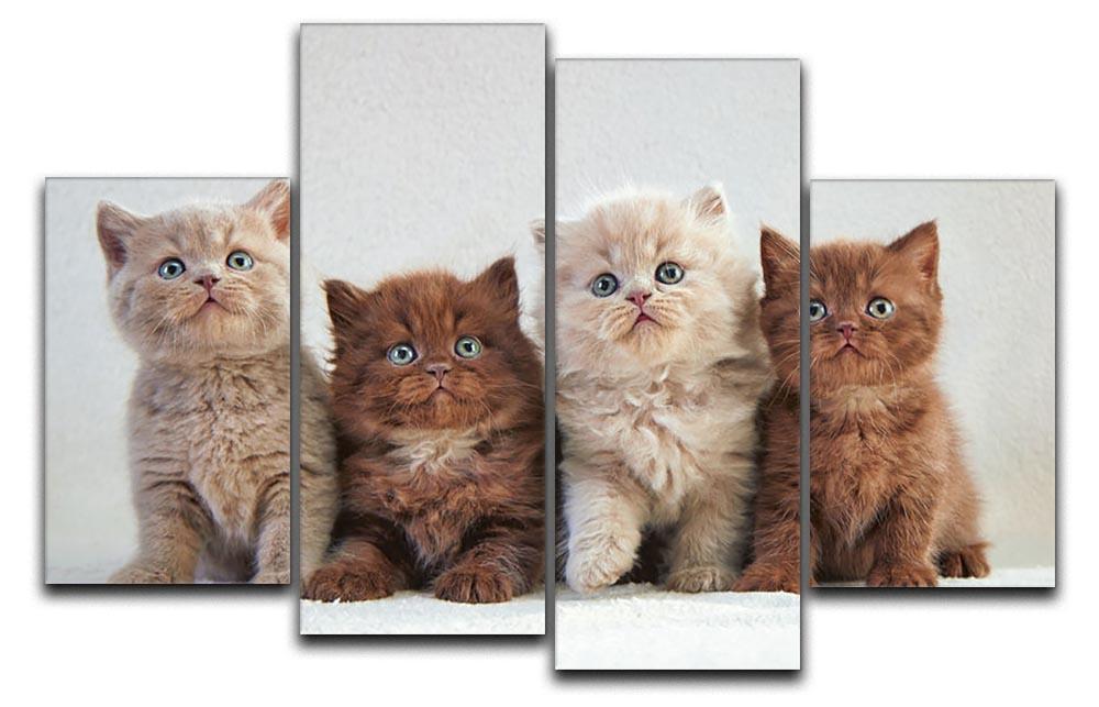Four various british kittens 4 Split Panel Canvas - Canvas Art Rocks - 1