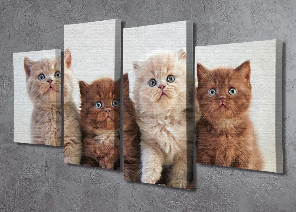 Four various british kittens 4 Split Panel Canvas - Canvas Art Rocks - 2
