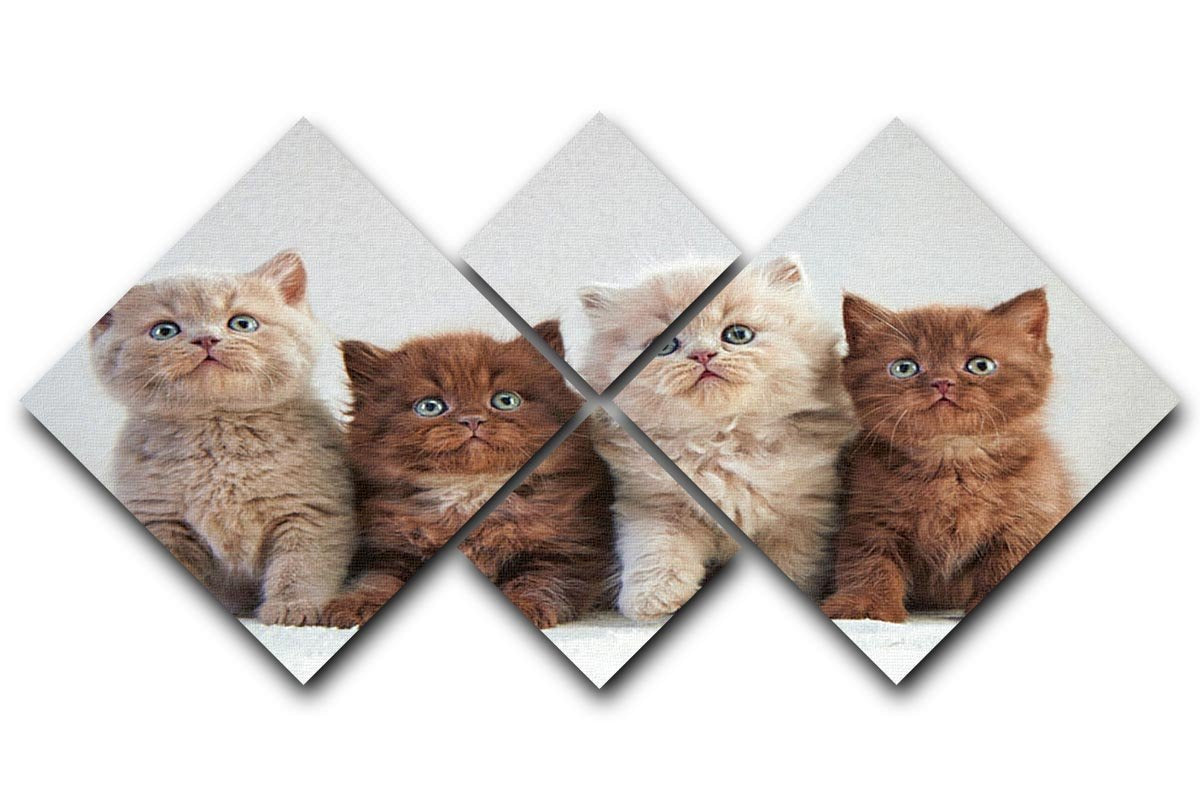 Four various british kittens 4 Square Multi Panel Canvas - Canvas Art Rocks - 1