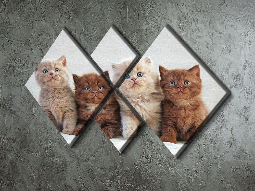 Four various british kittens 4 Square Multi Panel Canvas - Canvas Art Rocks - 2