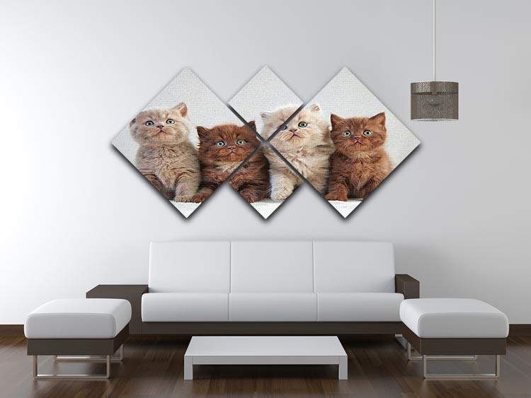 Four various british kittens 4 Square Multi Panel Canvas - Canvas Art Rocks - 3