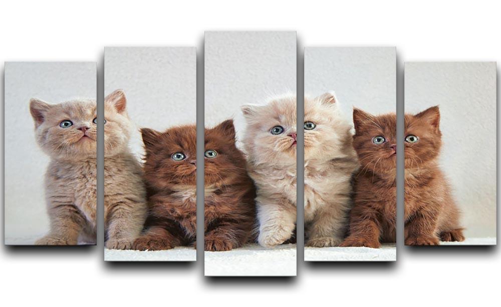 Four various british kittens 5 Split Panel Canvas - Canvas Art Rocks - 1