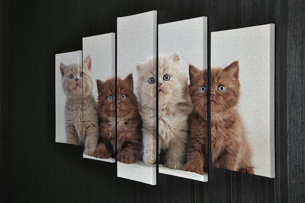 Four various british kittens 5 Split Panel Canvas - Canvas Art Rocks - 2