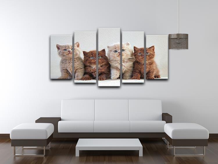 Four various british kittens 5 Split Panel Canvas - Canvas Art Rocks - 3