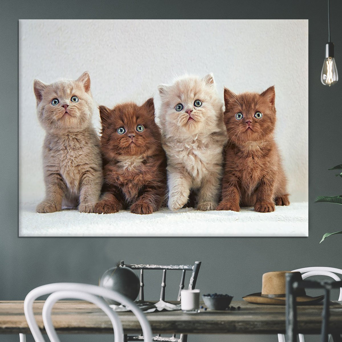 Four various british kittens Canvas Print or Poster