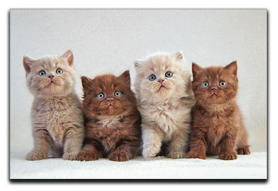 Four various british kittens Canvas Print or Poster - Canvas Art Rocks - 1