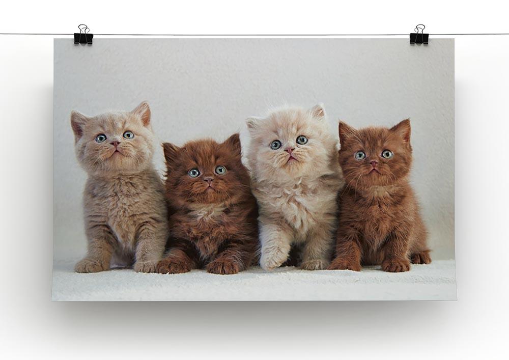 Four various british kittens Canvas Print or Poster - Canvas Art Rocks - 2