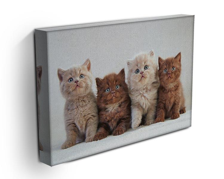 Four various british kittens Canvas Print or Poster - Canvas Art Rocks - 3