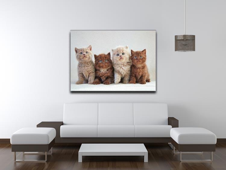 Four various british kittens Canvas Print or Poster - Canvas Art Rocks - 4