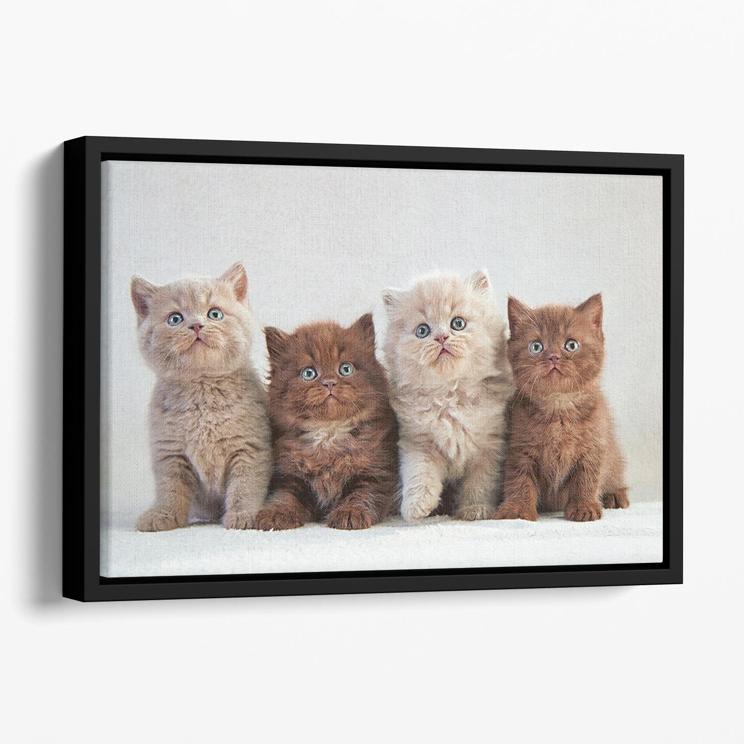 Four various british kittens Floating Framed Canvas - Canvas Art Rocks - 1