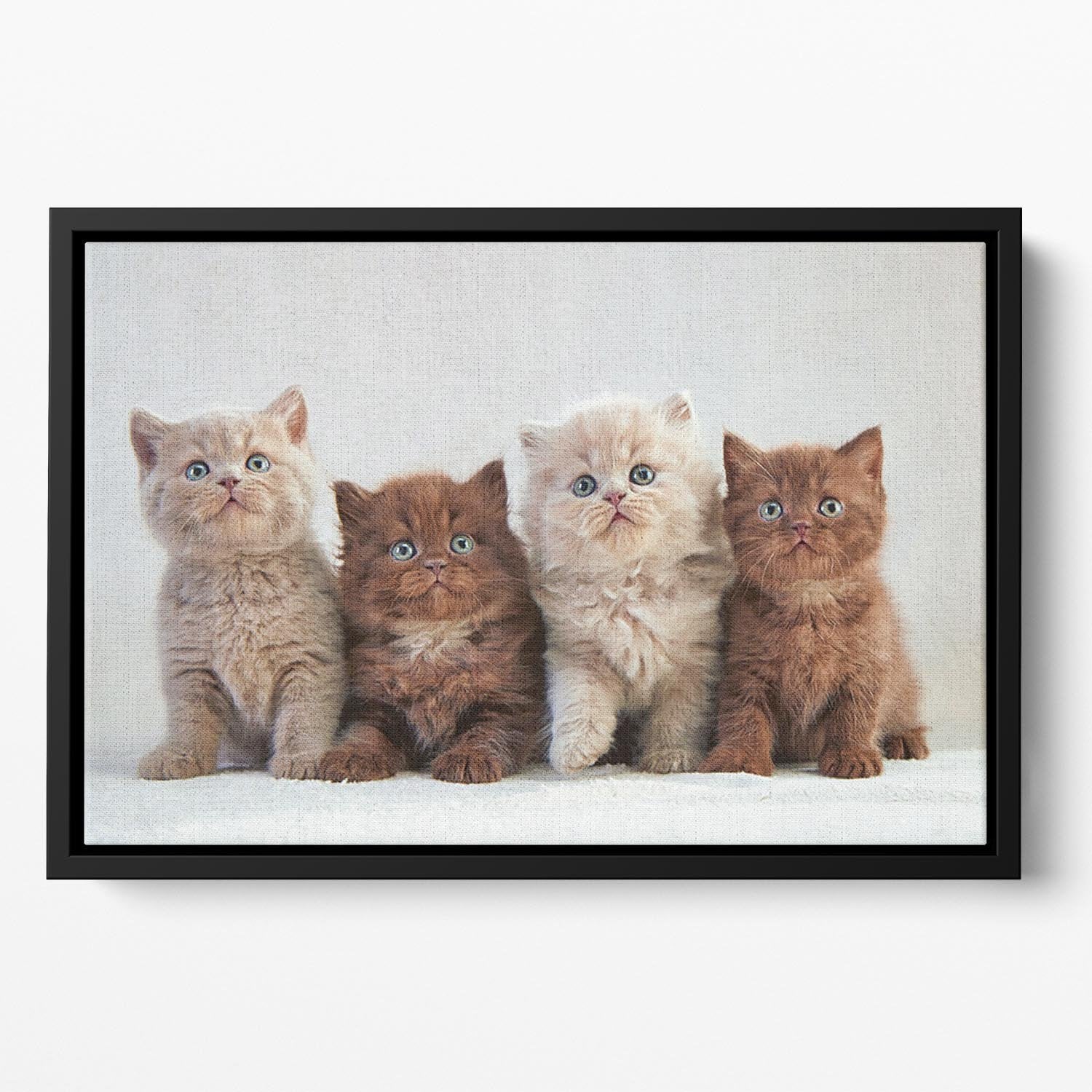 Four various british kittens Floating Framed Canvas - Canvas Art Rocks - 2