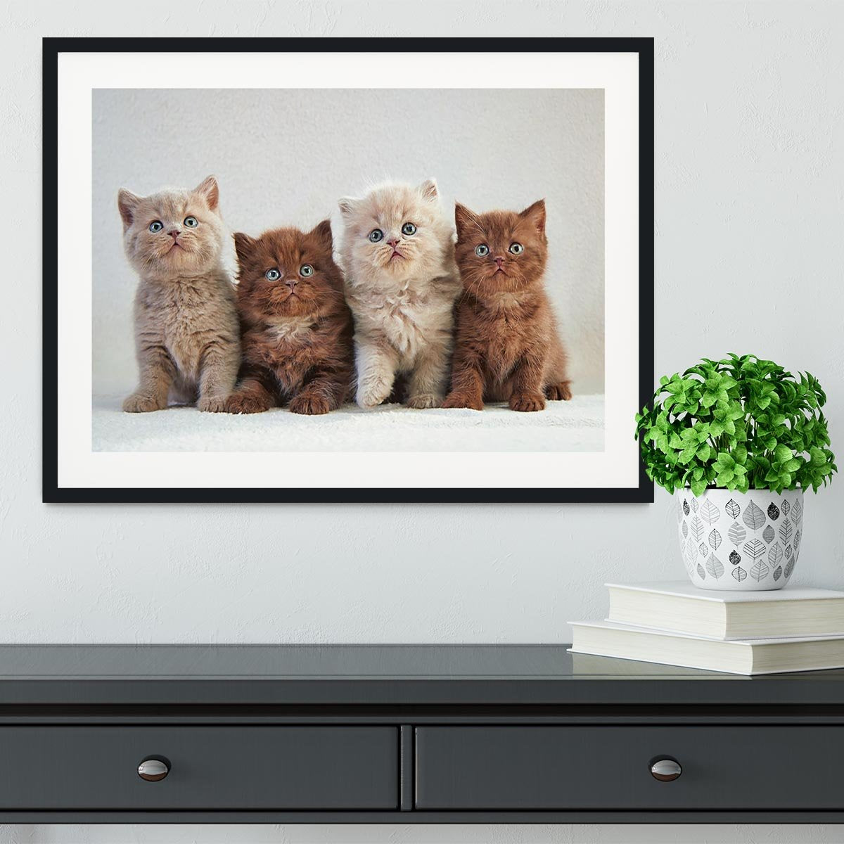 Four various british kittens Framed Print - Canvas Art Rocks - 1