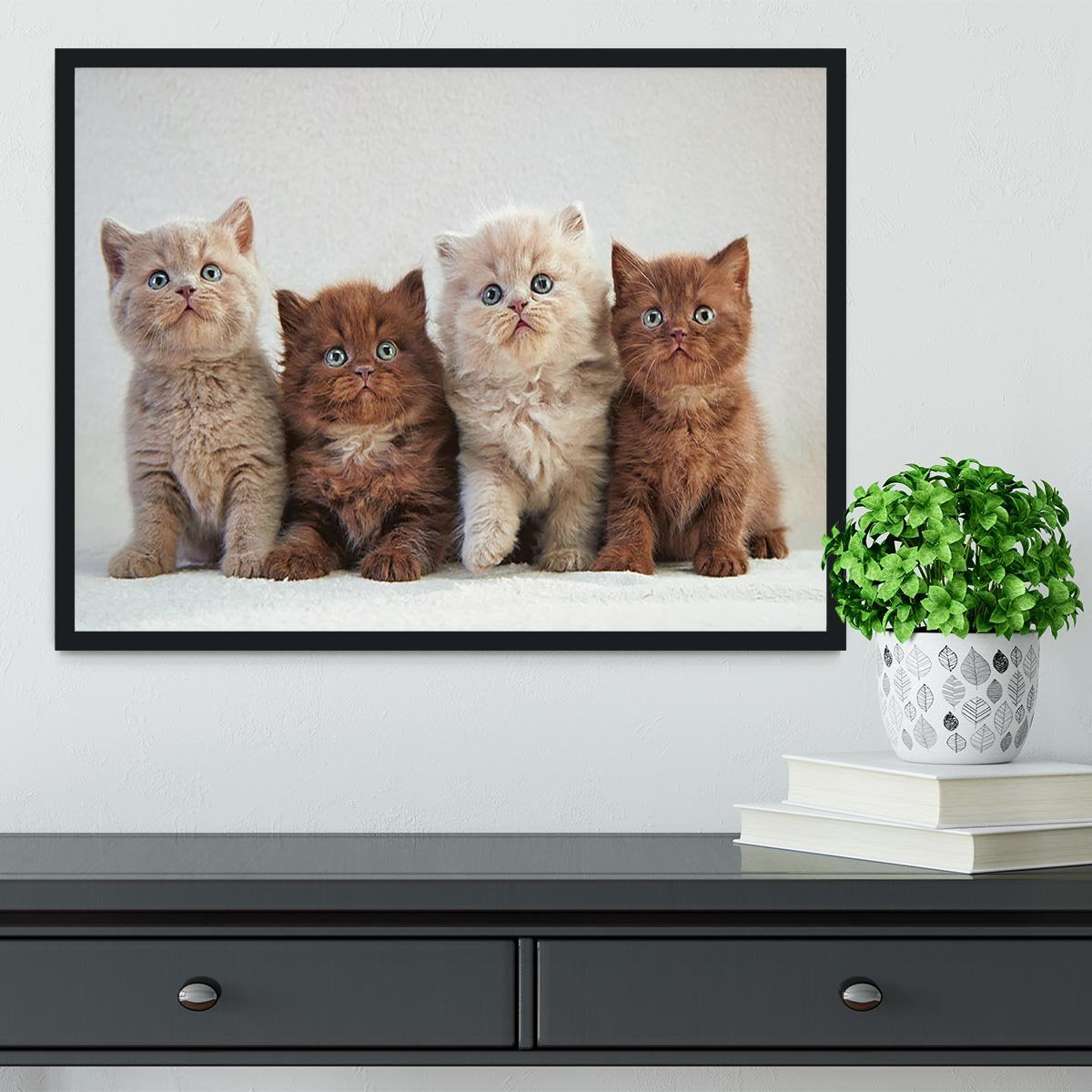 Four various british kittens Framed Print - Canvas Art Rocks - 2