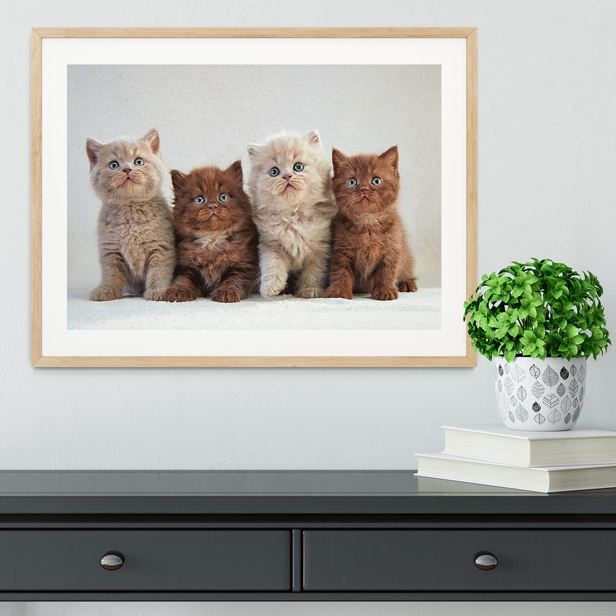 Four various british kittens Framed Print - Canvas Art Rocks - 3