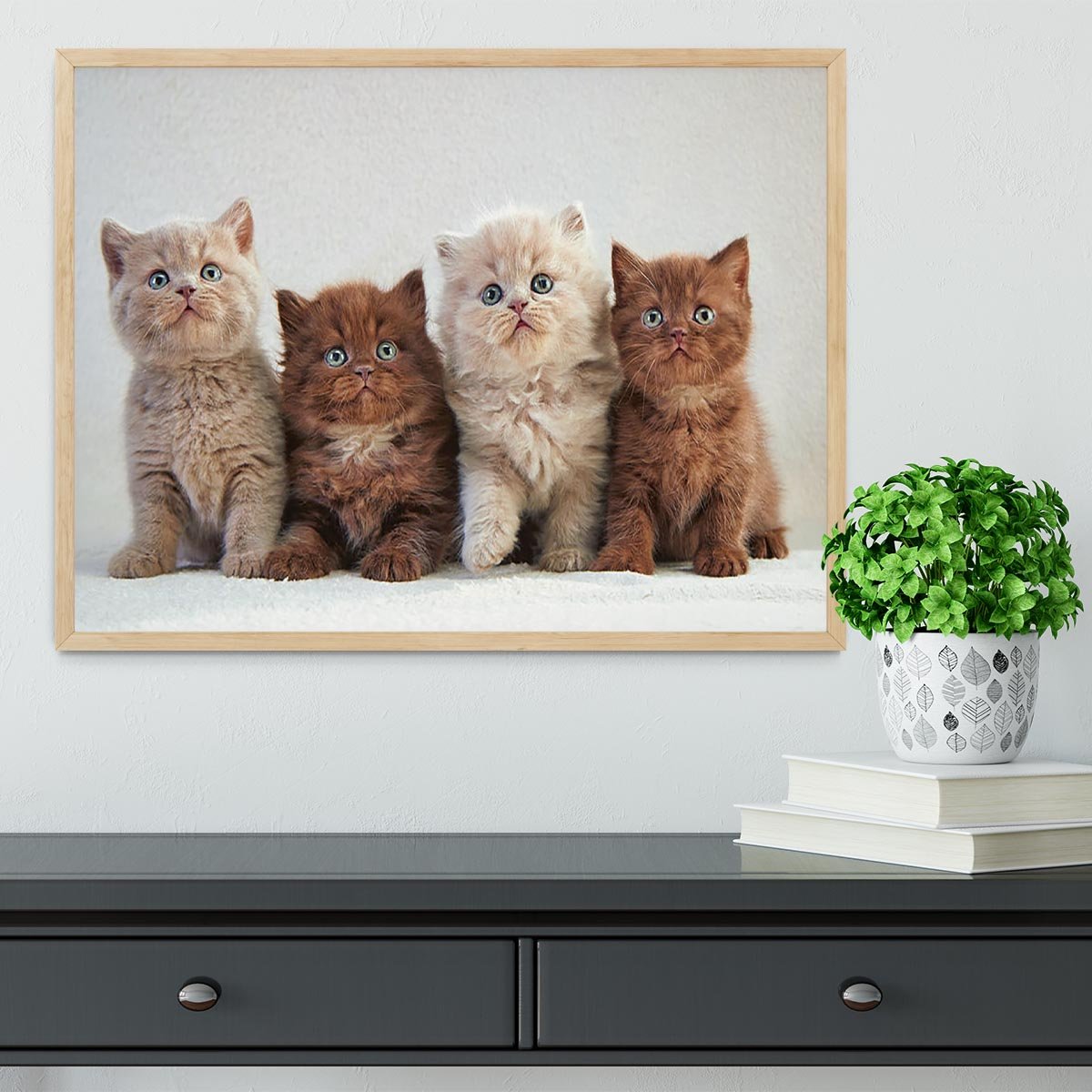 Four various british kittens Framed Print - Canvas Art Rocks - 4