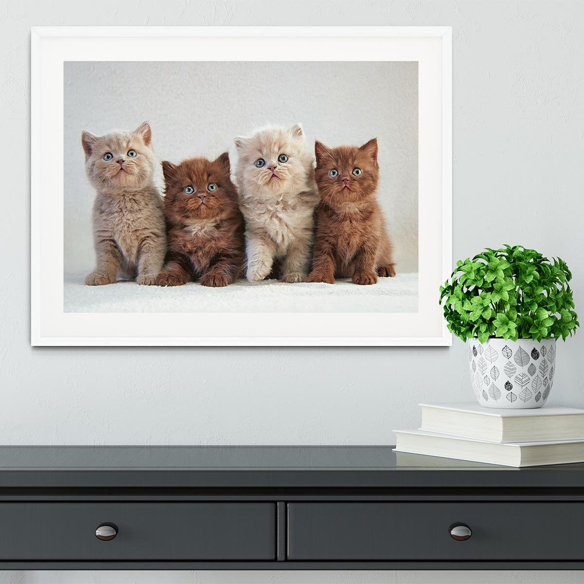 Four various british kittens Framed Print - Canvas Art Rocks - 5