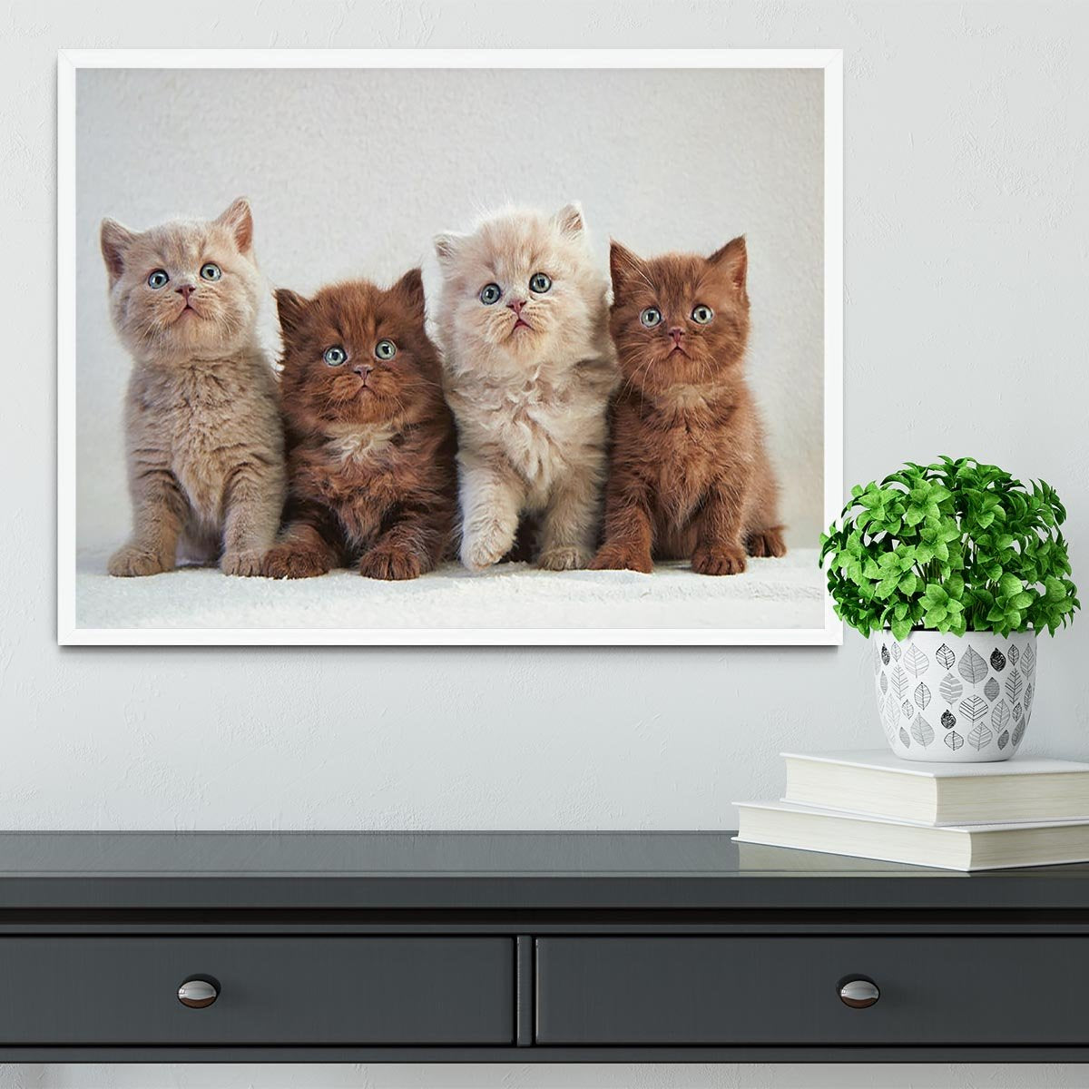 Four various british kittens Framed Print - Canvas Art Rocks -6