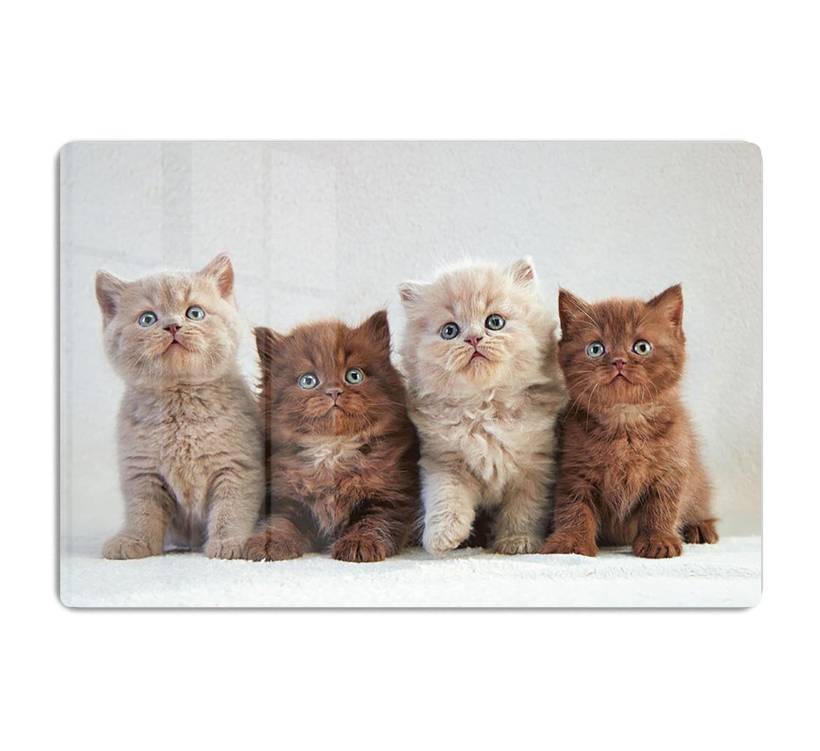 Four various british kittens HD Metal Print - Canvas Art Rocks - 1