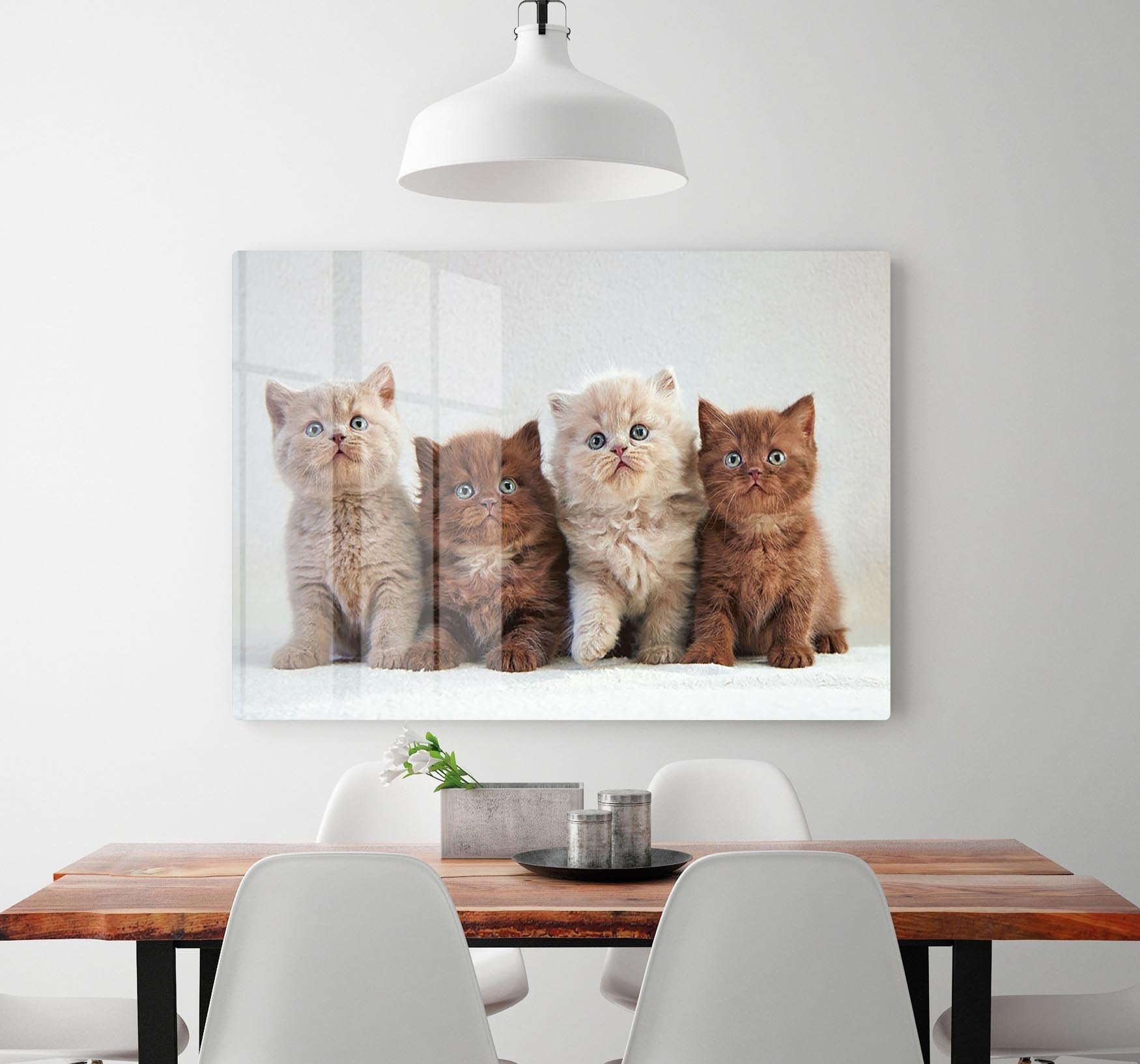 Four various british kittens HD Metal Print - Canvas Art Rocks - 2