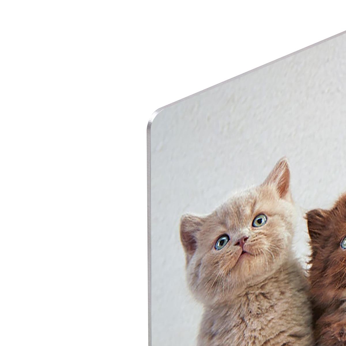 Four various british kittens HD Metal Print - Canvas Art Rocks - 4